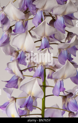 Wisteria (Wisteria Floribunda) weißen, blauen & lila Blüten auf einem weißen Hintergrund Stockfoto