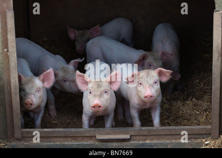 Ein Wurf großer weißer Hybridfferkel auf Buckinghamshire Small Holding Stockfoto