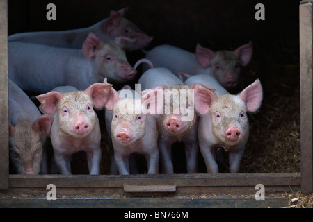 Ein Wurf großer weißer Hybridfferkel auf Buckinghamshire Small Holding Stockfoto