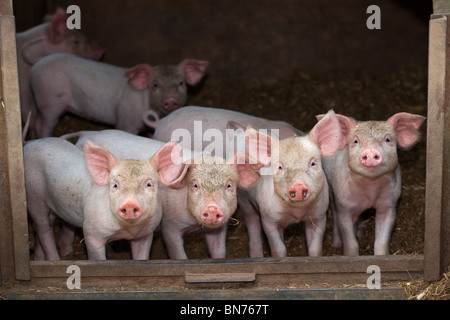 Ein Wurf großer weißer Hybridfferkel auf Buckinghamshire Small Holding Stockfoto