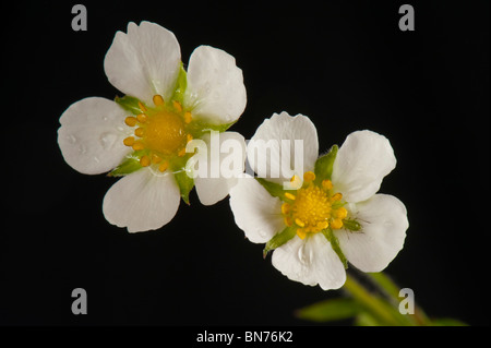 Wilde Erdbeeren (Fragaria Vesca) Blume zeigt Blütenblätter, Kelch und Blätter auf einem weißen Hintergrund Stockfoto