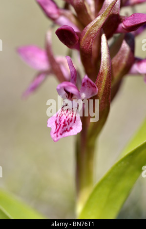 Frühe Marsh Orchid Dactylorhiza COCCINEA fotografiert in North Wales UK Stockfoto