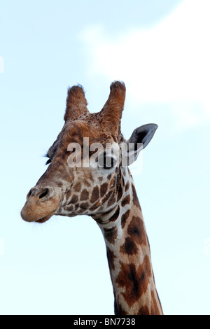 Nahaufnahme von einem Rothschild-Giraffen Kopf zeigen Details und Tarnung Stockfoto