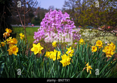 Narzissen und Magnolie in einen englischen park Stockfoto