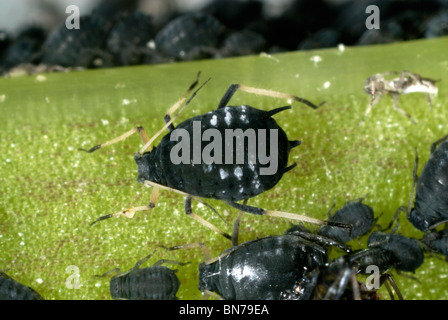 Schwarze Bohne Blattläuse (Aphis Fabae) auf einem Bohnen-Stiel Stockfoto