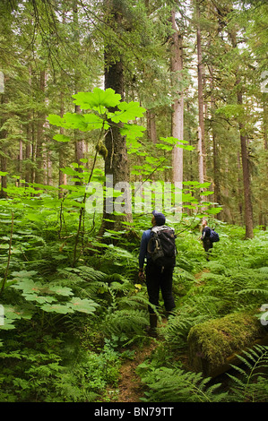 Ein Wanderer hält, zu betrachten, ein 13 Fuß hoch Devil's Club am Admiralty Island in Alaska Stockfoto