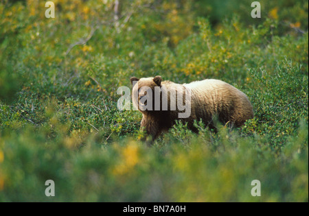 Brauner Bär @ Denali Nationalpark Alaska Sommer Stockfoto