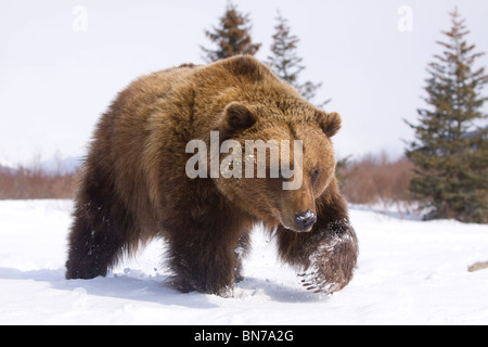 CAPTIVE Braunbär Spaziergänge im Schnee während des Winters im Alaska Wildlife Conservation Center, Alaska Stockfoto