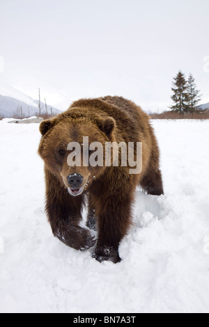 CAPTIVE: Grizzly Wandern im Schnee während des Winters im Alaska Wildlife Conservation Center, Alaska Stockfoto