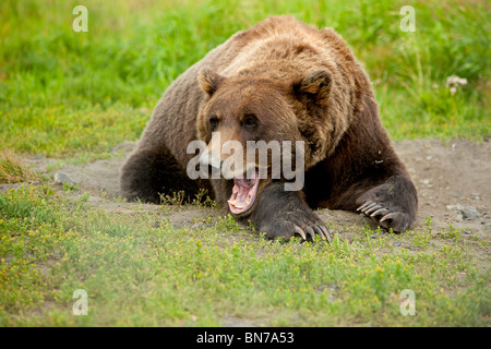 Gefangenschaft Erwachsenen Grizzlybär legt auf Gras- und gähnt, Alaska Wildlife Conservation Center, Alaska Stockfoto