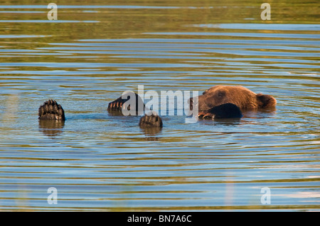 CAPTIVE Braunbär flüchtet aus einem heißen Sommertag in einem Teich im Alaska Wildlife Conservation Center, Alaska Stockfoto