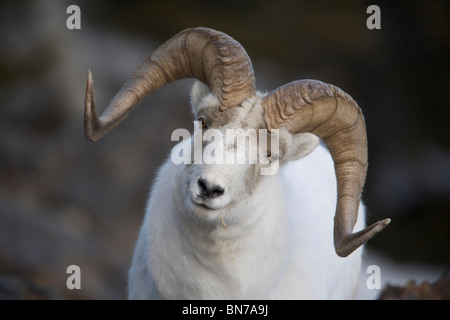 Porträt des großen RAM-Speicher im Winter in der Nähe von Sheep Mountain, Kluane National Park, Yukon Territorium, Kanada Stockfoto