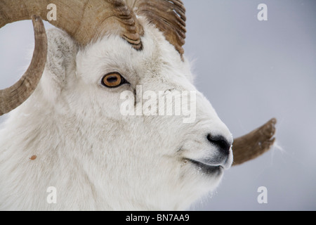 Porträt des großen RAM-Speicher im Winter in der Nähe von Sheep Mountain, Kluane National Park, Yukon Territorium, Kanada Stockfoto