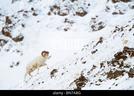 Dall Schafe Ram klettern einen Grat im Schnee oben Falls Creek, Chugach State Park, Chugach Mountains, Alaska Stockfoto