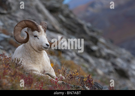 Dall Schafe Ram gebettet an einem Berghang mit Mount Margaret, Denali-Nationalpark, Alaska Stockfoto