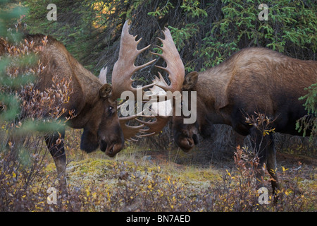 Zwei große Bullen Elch spar in während der Brunft, Denali-Nationalpark, Alaska Stockfoto