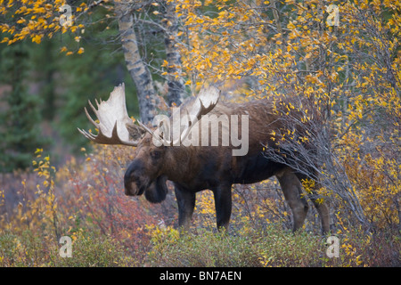 Großen Elchbullen peering von um Willow Bürste im Herbst im Denali-Nationalpark, Alaska Stockfoto