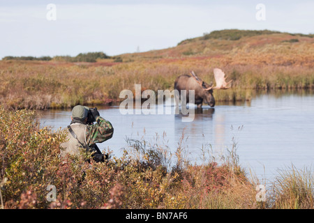 Person Photgraphing a Bull Moose waten in einem Teich im Herbst im Denali-Nationalpark, Alaska Stockfoto