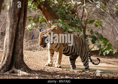 Ein Bengal Tiger im Sommer am Wasserloch oder Pool im Ranthambore Tiger Reserve, Rajasthan Indien. (Panthera Tigris) Stockfoto