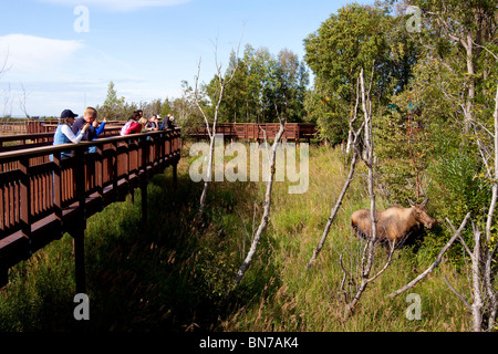 Besucher fotografieren eine Kuh Elch in der Nähe der Promenade bei Potter Sumpf in der Nähe von Anchorage in Alaska Stockfoto