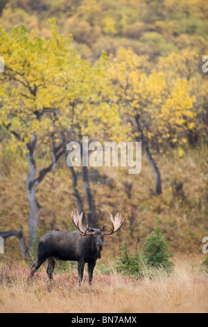 Elch Stier stehend Warnung vor Aspen im Herbst bei Powerline Pass, Chugach State Park, Chugach Berge, Alaska Stockfoto