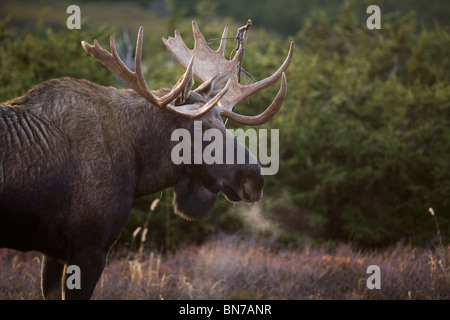 Elch Bulle zu Fuß auf Herbst Tundra während der Brunft, Powerline Pass, Chugach State Park, Chugach Mountains, Alaska Stockfoto