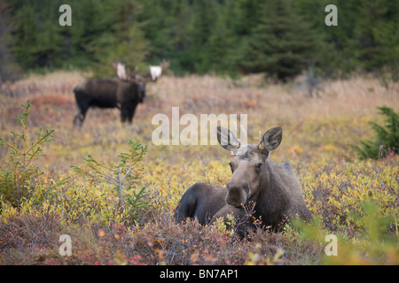 Kuh Elch gebettet im Herbst, Powerline Pass, Chugach State Park, Chugach Mountains, Alaska Stockfoto