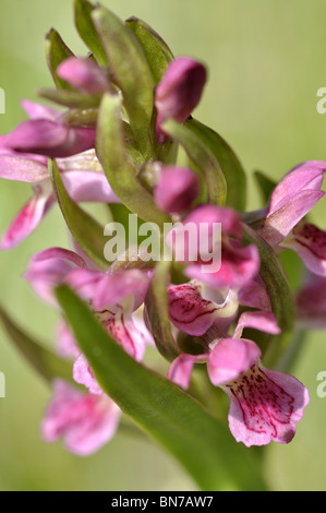 Frühe Marsh Orchid Dactylorhiza COCCINEA fotografiert in North Wales UK Stockfoto