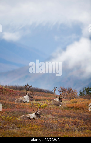 Drei Bull Caribou gebettet auf Herbst Tundra im Denali-Nationalpark, Alaska Stockfoto