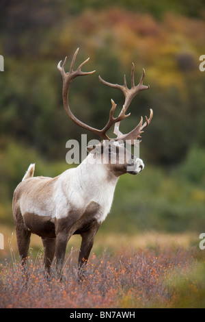 Bull Karibus auf Herbst Tundra im Denali-Nationalpark, Alaska Stockfoto