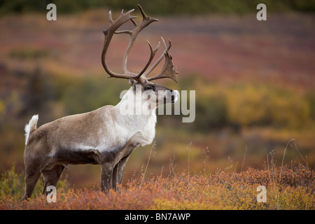 Bull Karibus auf Herbst Tundra im Denali-Nationalpark, Alaska Stockfoto