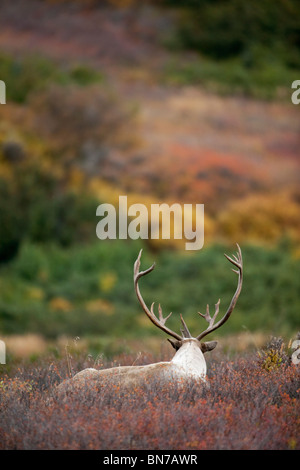 Bull Caribou gebettet auf Herbst Tundra im Denali-Nationalpark, Alaska Stockfoto