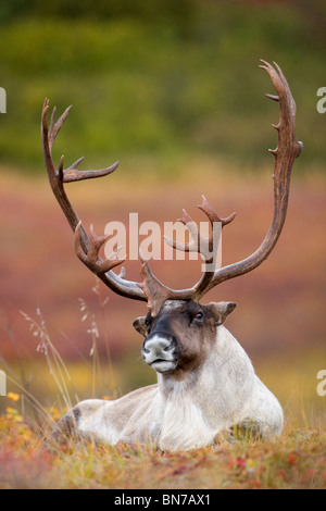 Bull Caribou gebettet auf Herbst Tundra im Denali-Nationalpark, Alaska Stockfoto