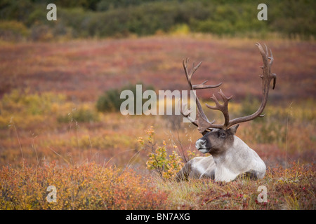 Bull Caribou gebettet auf Herbst Tundra im Denali-Nationalpark, Alaska Stockfoto