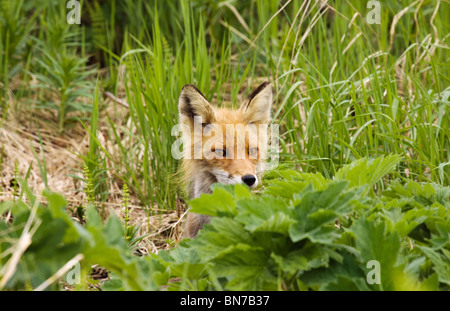 Rotfuchs Verlegung in Rasen am McNeil River State Game Sanctuary, Alaska Stockfoto