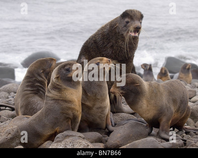 Nördliche Seebär Bull mit einem Harem von Weibchen, St. Paul Island, Alaska, Sommer Stockfoto
