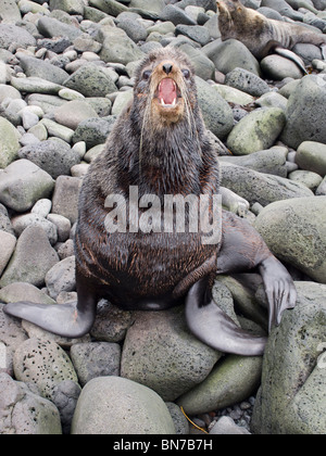 Bull nördliche Seebär Territorium in Zucht Rookery, St. Paul Island, Alaska, Sommer hält Stockfoto