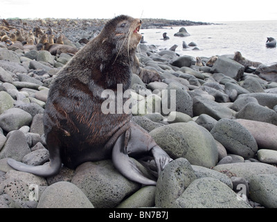 Bull nördliche Seebär Territorium in Zucht Rookery, St. Paul Island, Alaska, Sommer hält Stockfoto