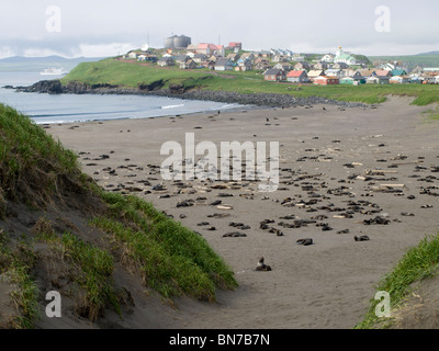 Bachelor Haul aus nördlichen Seebären in der Nähe der Stadt von Str. Paul auf St. Paul Island, Alaska, Sommer Stockfoto