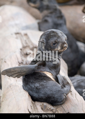 Nördliche Seebär Pup kratzen, St. Paul Island, Alaska, Sommer Stockfoto