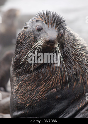Porträt der nördliche Seebär Bull, St.-Paul-Insel, südwestlichen Alaska, Sommer Stockfoto
