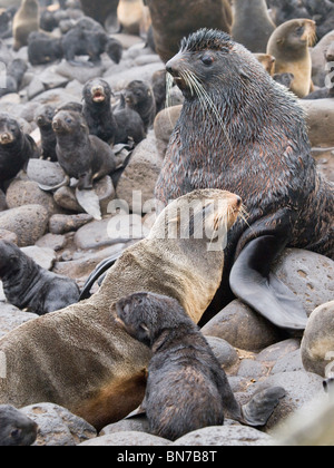 Nördliche Seebär Zucht Rookery, St. Paul Island, Alaska, Sommer Stockfoto