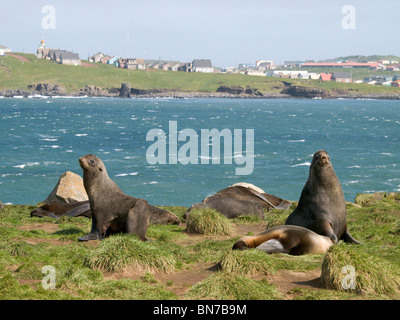 Juvenile Männchen nördlichen Seebären in der Nähe von der Stadt von St. Paul, St. Paul Island, Alaska, Sommer Stockfoto