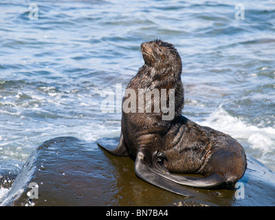 Nördliche Seebär Bull sonnt sich auf einem Felsen im Beringmeer, St. Paul Island, Alaska, Sommer Stockfoto