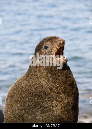 Porträt eines Stiers nördliche Seebär, St. Paul Island, Alaska, Sommer Stockfoto