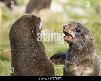 Zwei juvenile Männchen nördlichen Seebären spielen kämpfen, St. Paul Island, Alaska, Sommer Stockfoto