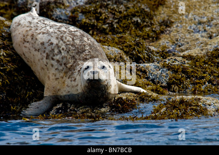 Harbor Seal ruht auf dem felsigen Ufer Kukak Bay, Katmai Nationalpark, Alaska, Sommer Stockfoto