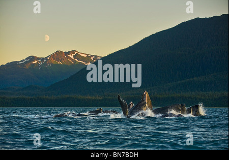 Eine Herde von Humpack Wale Bubblenet Fütterung in Lynn Canal wie der Mond steigt über Admiralty Island in der Nähe von Juneau, Alaska Stockfoto