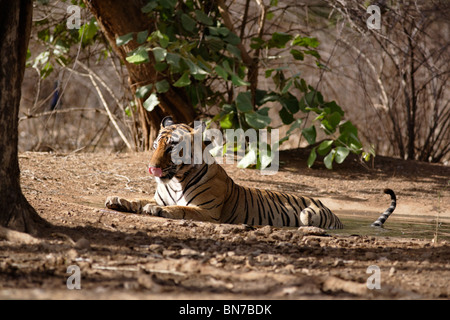 Ein Bengal Tiger im Sommer am Wasserloch oder Pool im Ranthambore Tiger Reserve, Rajasthan Indien. (Panthera Tigris) Stockfoto