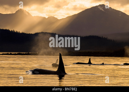 Zusammensetzung: Orca Wale Oberfläche in Alaska ist Inside Passage wie die Sonne langsam über die Chilkat Berge, Alaska festgelegt Stockfoto